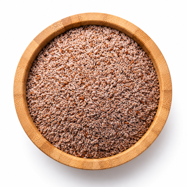 بدور القاطونة -graines de psyllium